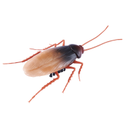ROBO ALIVE Crawling Cockroach 