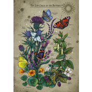 Ravensburger 1000 Piece Puzzle Lifecircle Butterfly