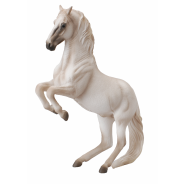 Lipizzaner Stallion