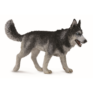 Siberian Husky Large