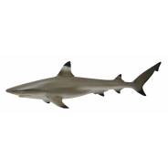 Blacktip Reef Shark Medium