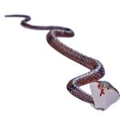 Reggies Brightsparks Slithering Snake 41cm