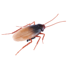 ROBO ALIVE Crawling Cockroach 