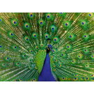Ravensburger 500 Piece Puzzle Peacock