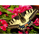 Ravensburger Puzzle Butterfly 500 Piece