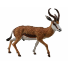 Springbok
