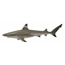 Blacktip Reef Shark Medium