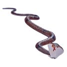 Reggies Brightsparks Slithering Snake 41cm