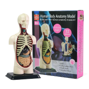 Edu-Toys Human Anatomy Model 32pcs