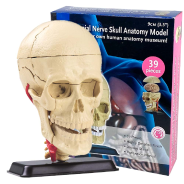 Edu-Toys Anatomy Model Cranial Nerve Skull 39pcs