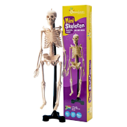 Greenbean Science Mini Skeleton